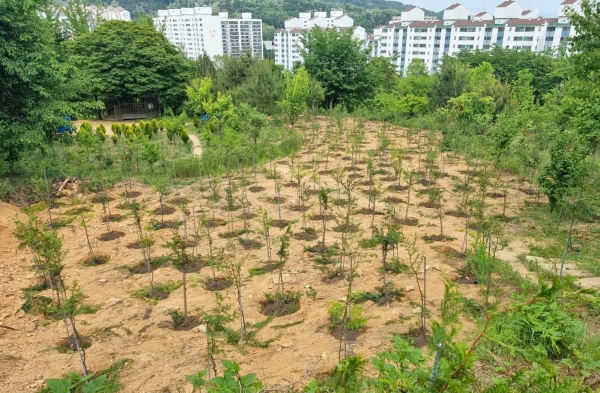 ▲ 삼천리가 청량산 일대에 편백나무 800주를 식재했다.