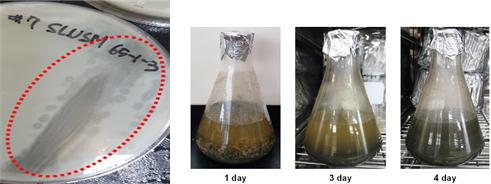 ▲ 세포벽(단백질) 분해효소 활성 시험 결과(왼쪽)과 복합 미생물에 의한 잉여슬러지 상태변화.