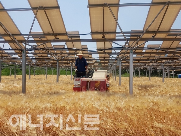 ▲ 영농형 태양광이 설치된 농지에서 농민이 트랙터를 운전하고 있다.