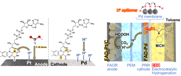 ▲ 생체 조효소 FAD를 활용한 저전압 수소 생산·저장 원리.