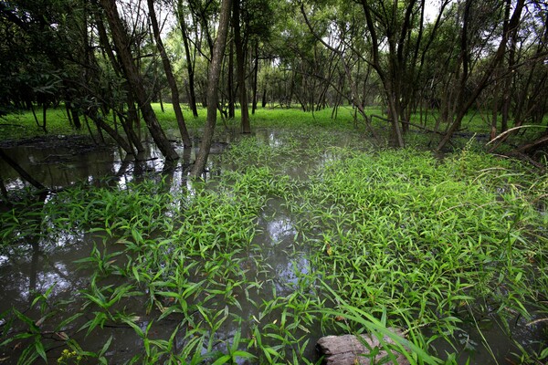 ▲ 기후에너지환경부가 산림, 해양, 습지 등을 활용, 기후위기 대응 방안을 논의했다. 사진은 장항습지 전경. 