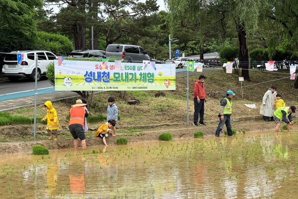 ▲ 해양환경공단이 본사 소재 송파구 내 성내천에서 지역행사인 모내기 체험행사에 참여해 활동하는 모습.